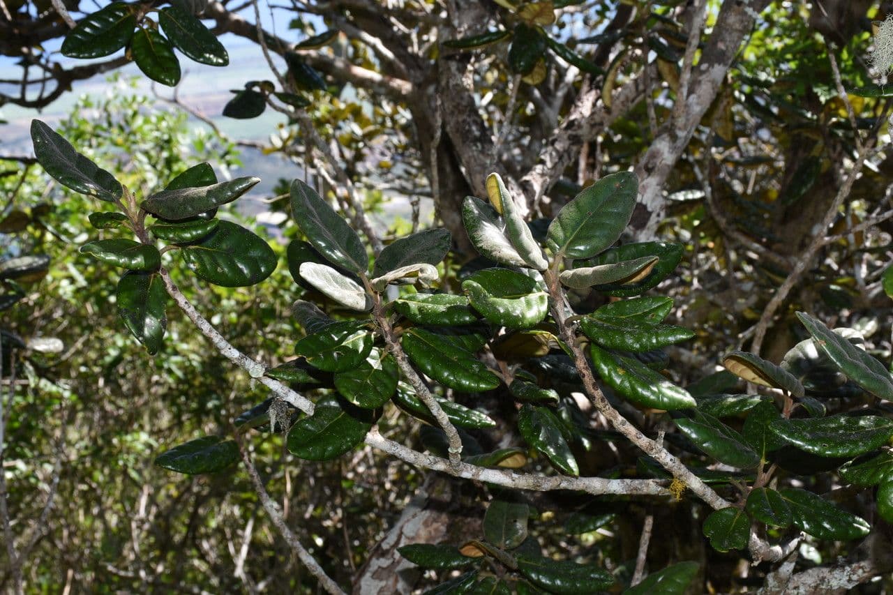 Eugenia 2