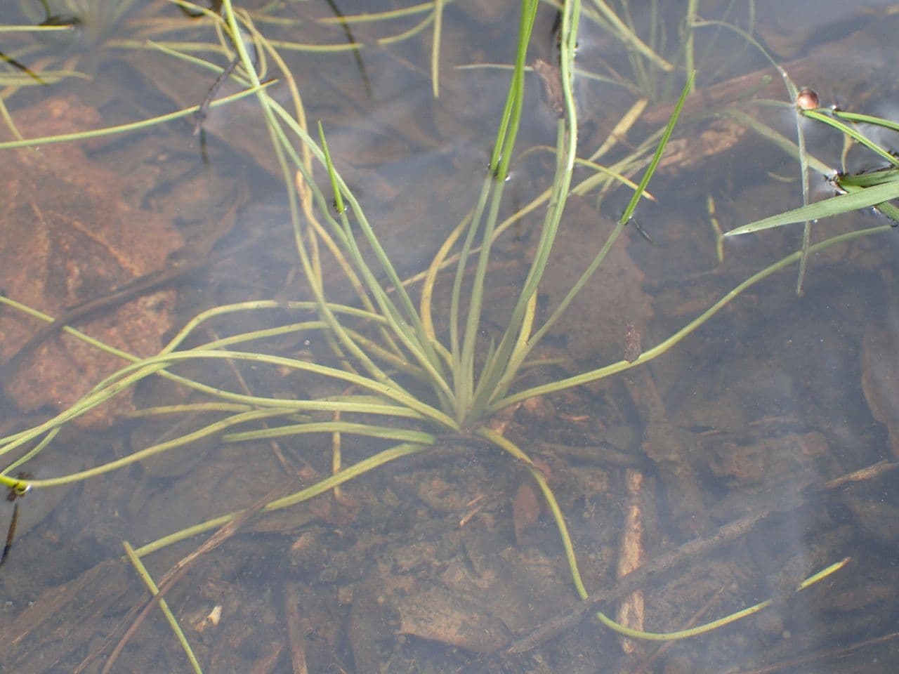 Isoetes setacea 6