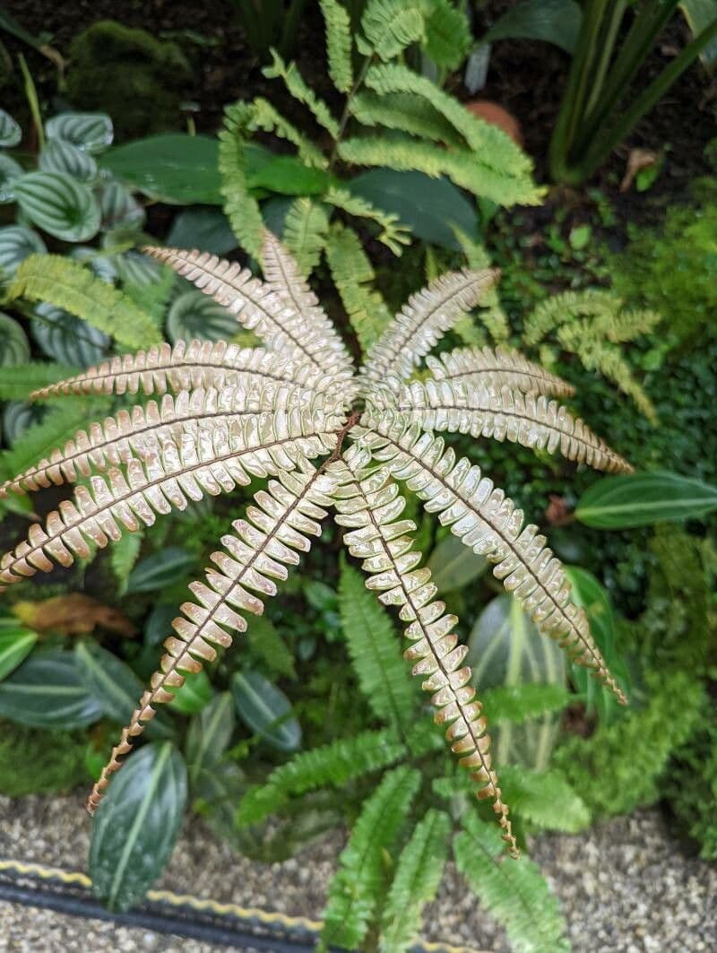 Adiantum 5