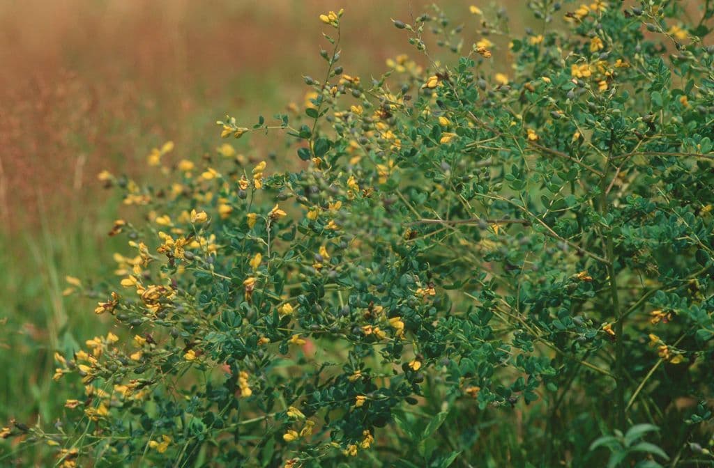 Baptisia tinctoria 11