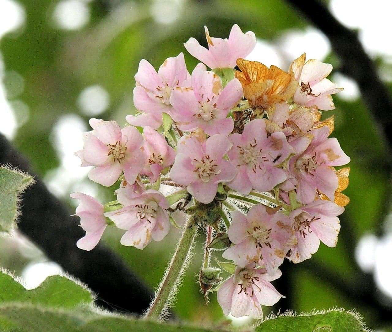 Dombeya 9