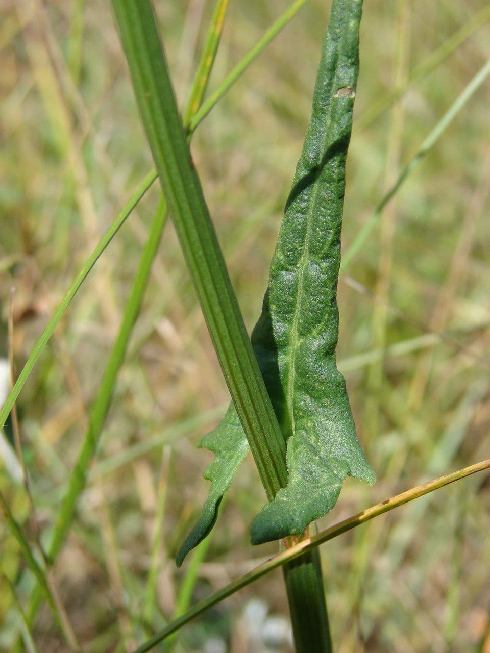 Rumex 17