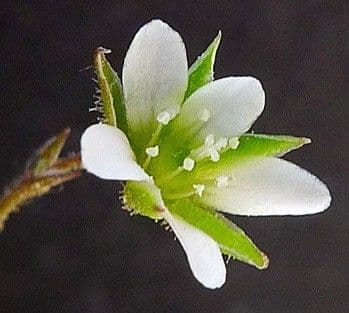 Arenaria modesta 4