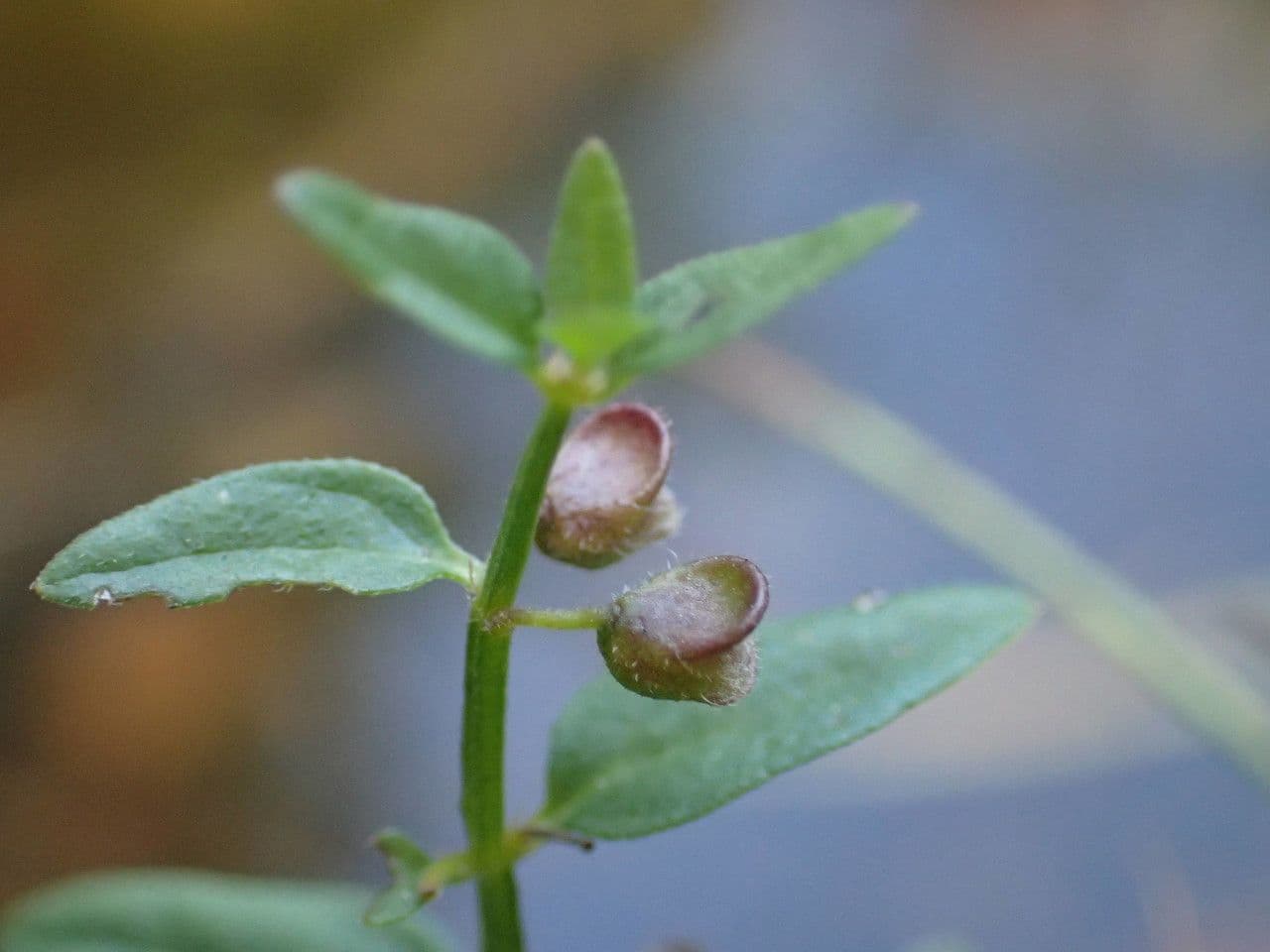 Scutellaria minore 2