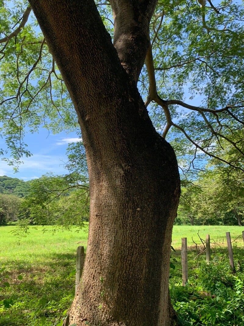 Guanacaste 22