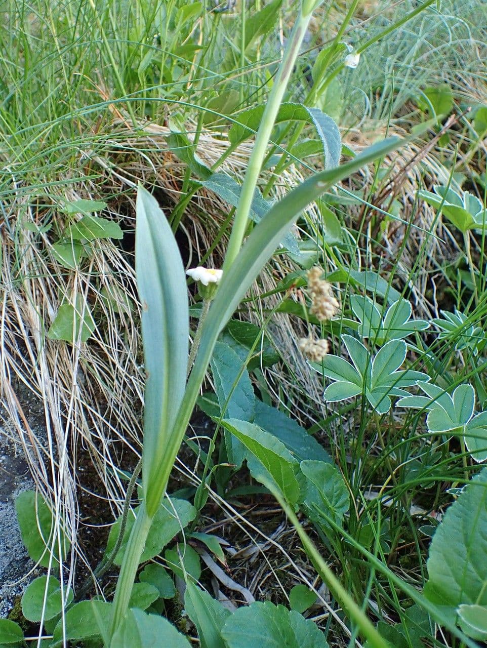 Kugelorchis 7