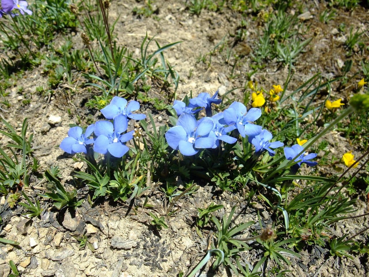 Genziana minore 10