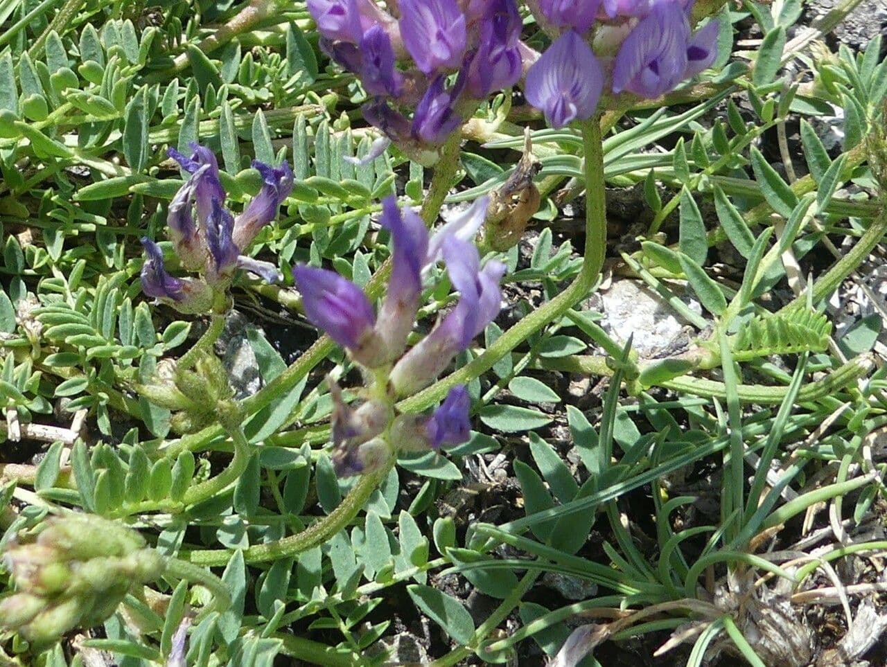 Astragalus 16