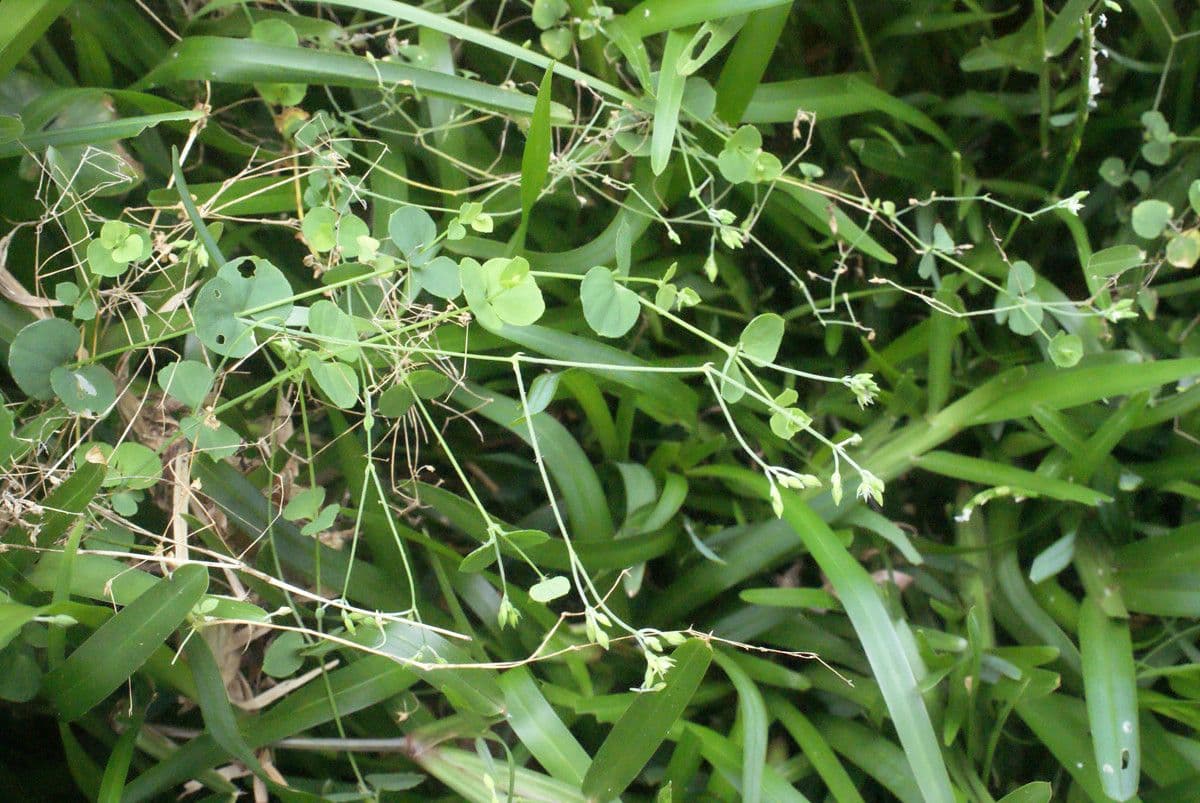 Drymaria cordata 8