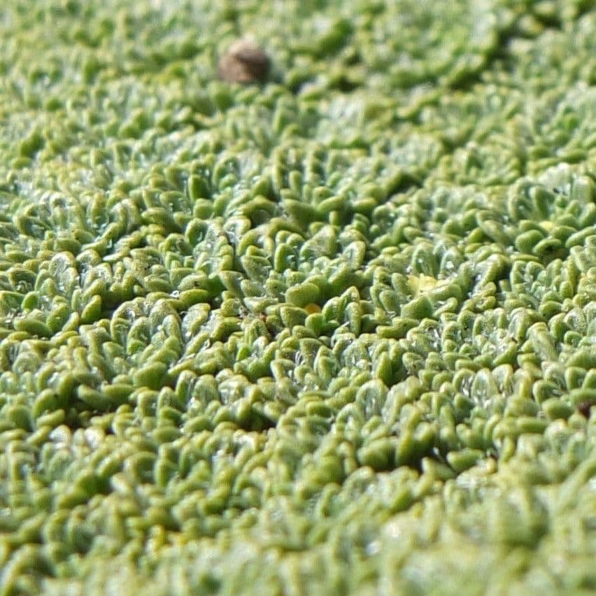 Azorella 7