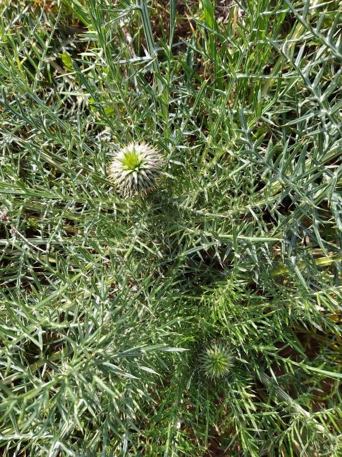 Cynara humilis 3