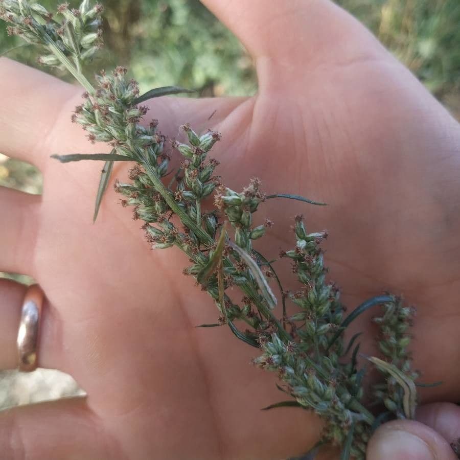Bylica Verlota 3