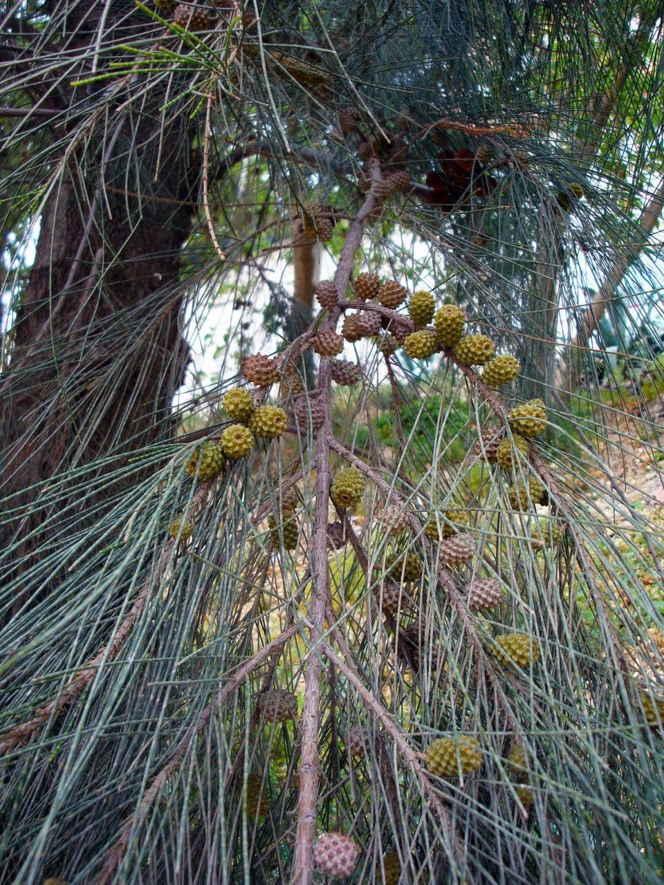 Casuarina di Cunningham 8