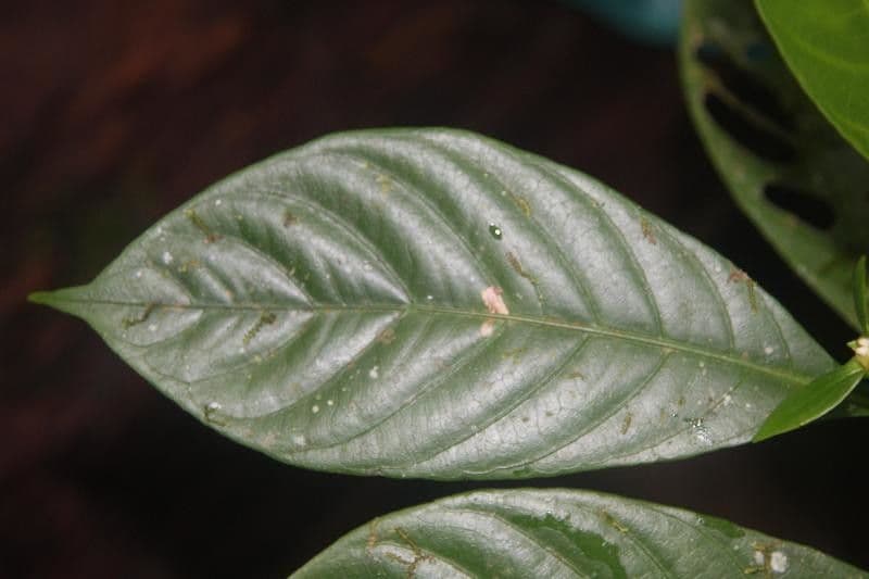 Carapichea 3