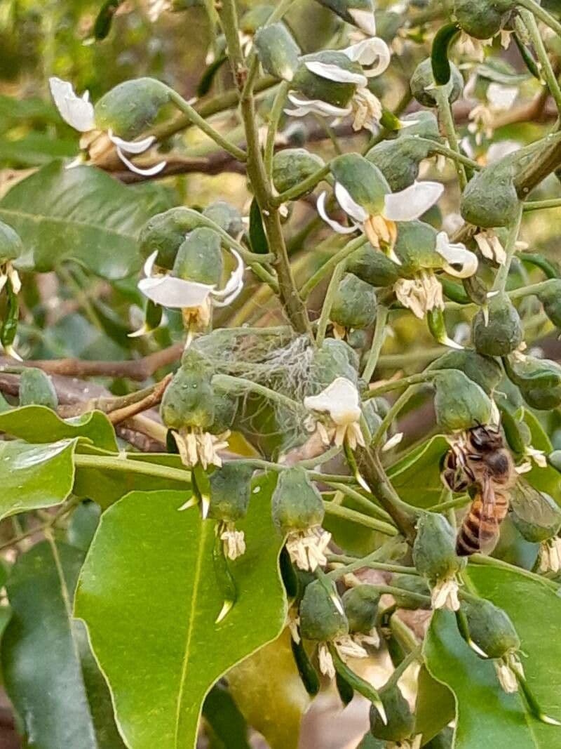 Perubalsam 2
