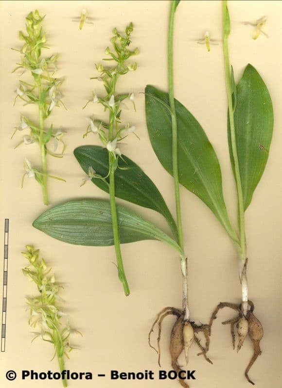 Zweiblättrige Waldhyazinthe 27