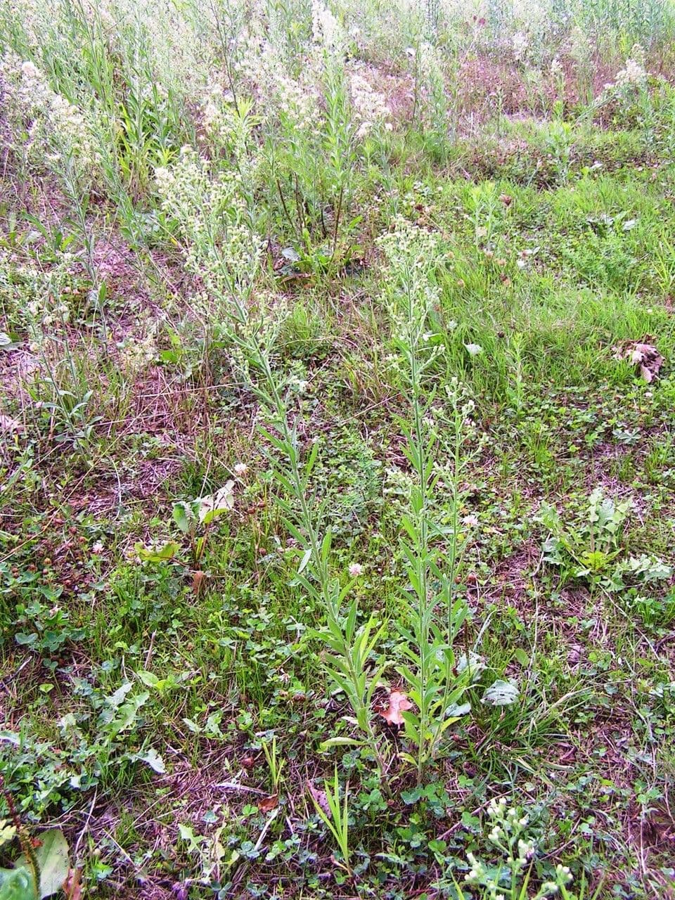 Weißliches Berufkraut 12