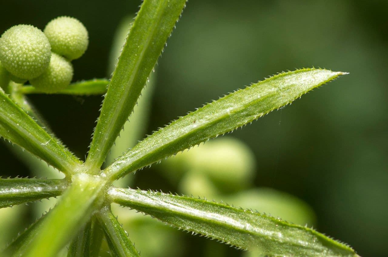Corn-cleavers 19