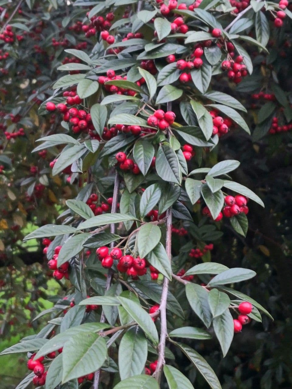 Cotoneaster glabre 7