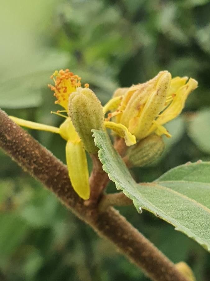 Grewia 6