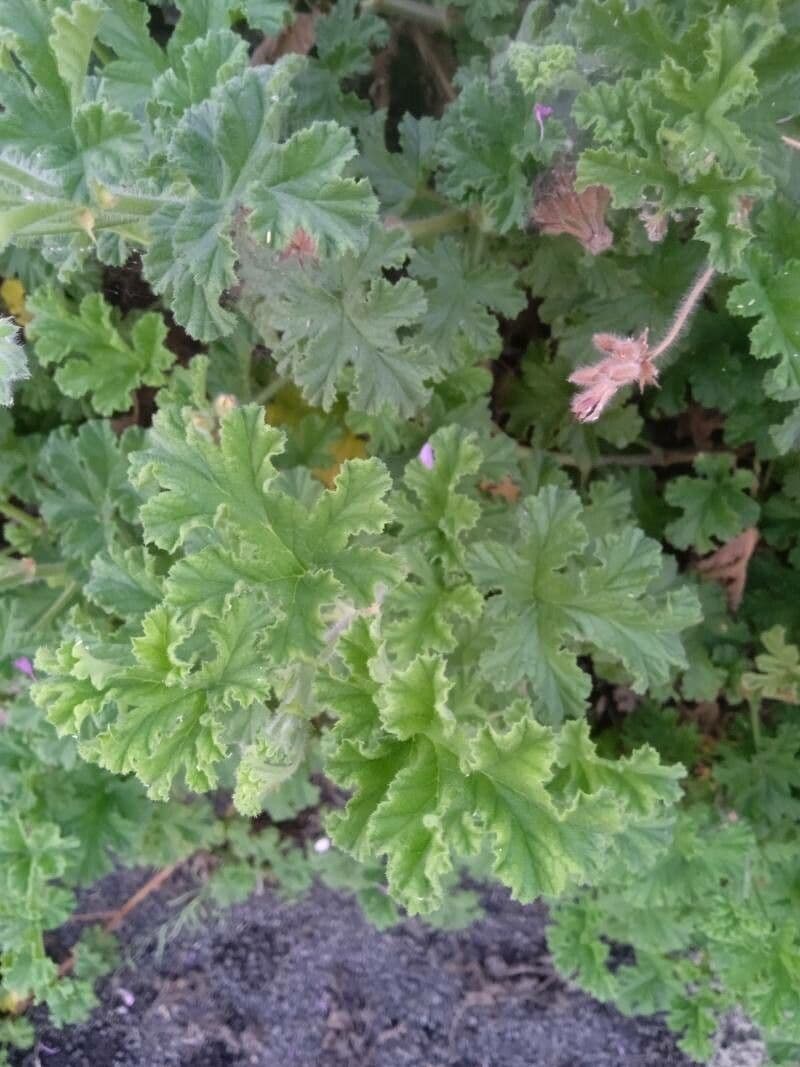 Geranium 9