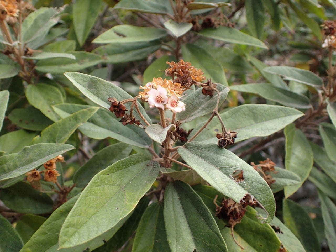 Dombeya 26