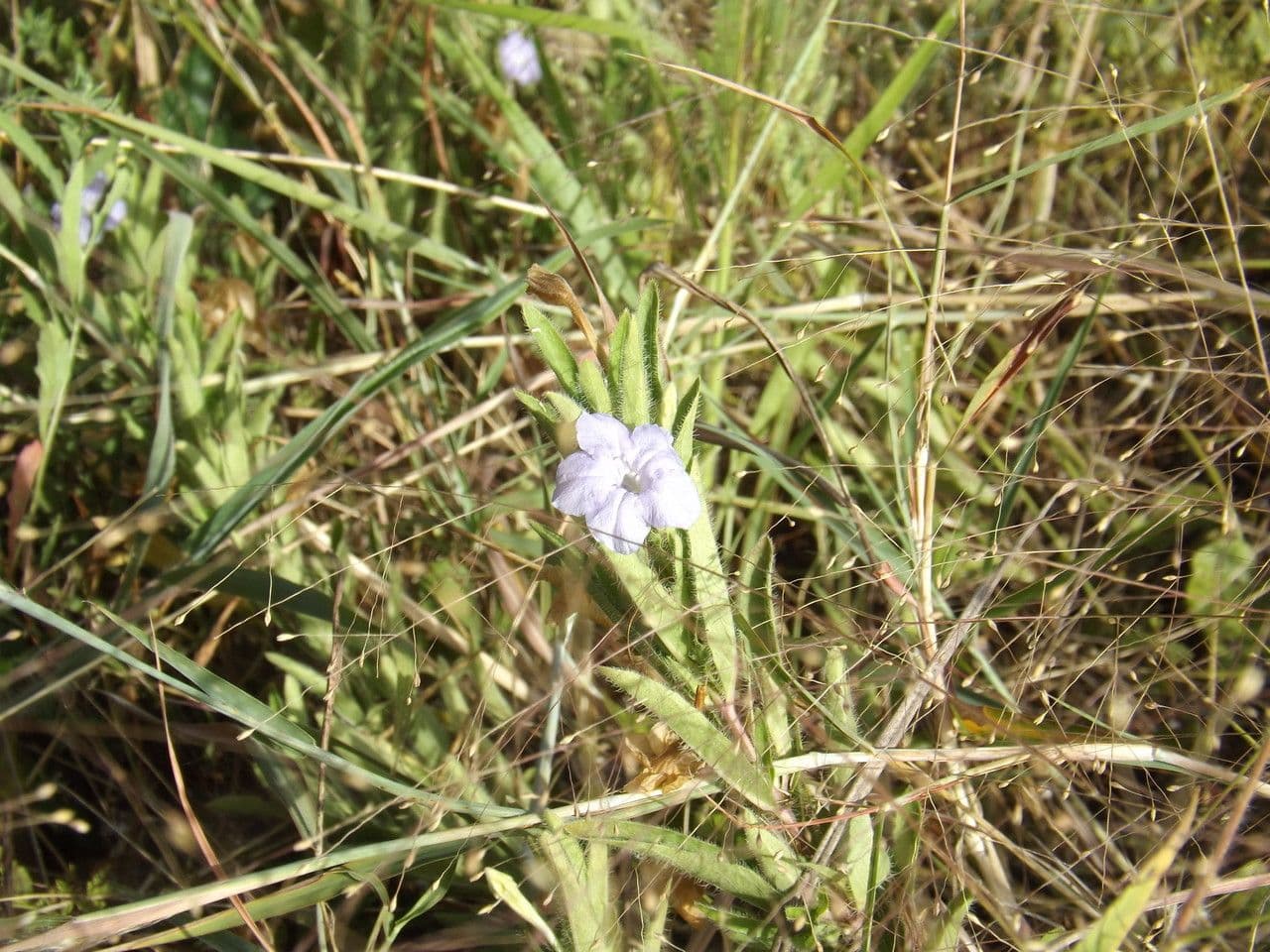 Ruellia 11