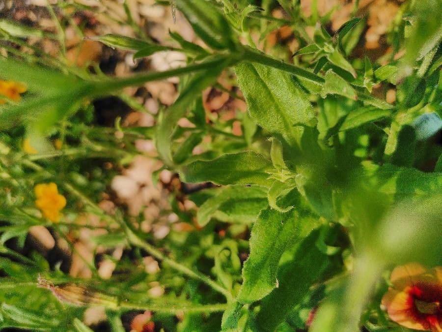 Silene 6
