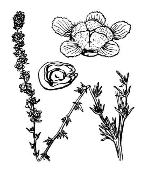 Bassia prostrata 28