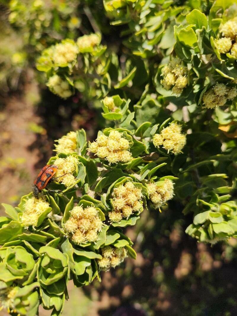 Baccharis 2