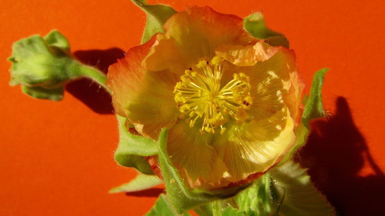 Abutilon 2