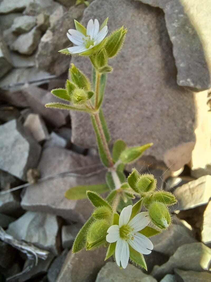 Cerastio dicotomo 4