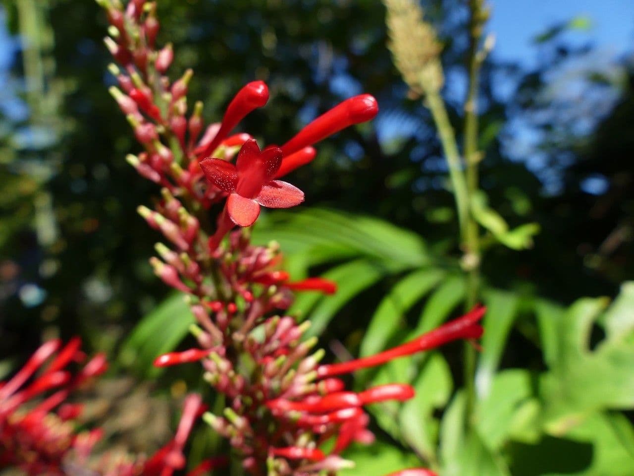 Odontonema tubaeforme 9
