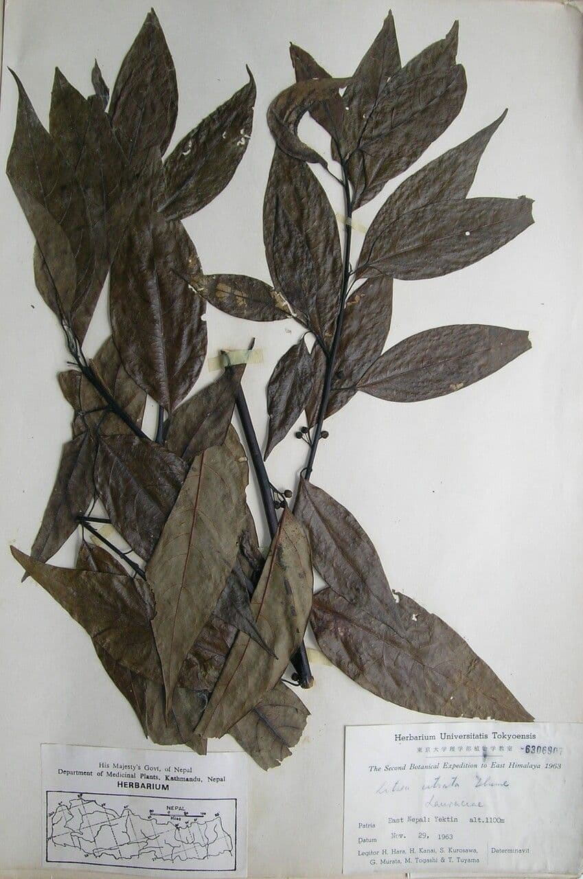 Litsea cubeba