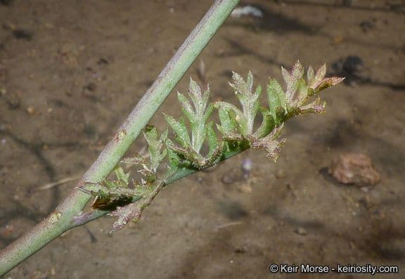 Saltugilia 10