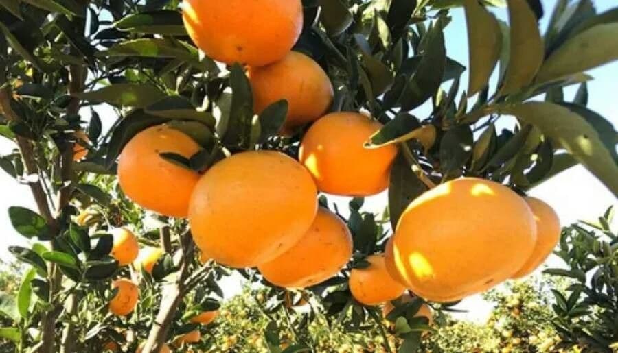 Arancio amaro 3
