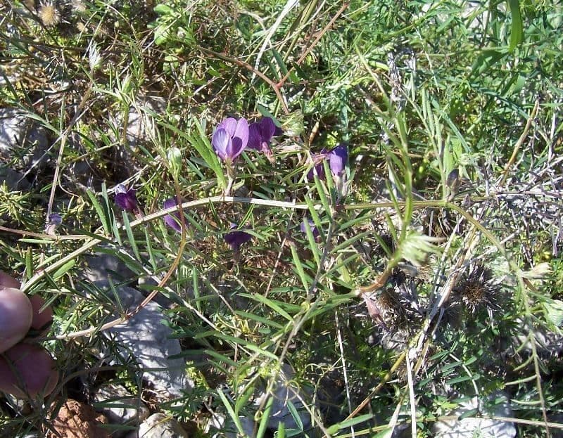 Vesce pèlerine 11