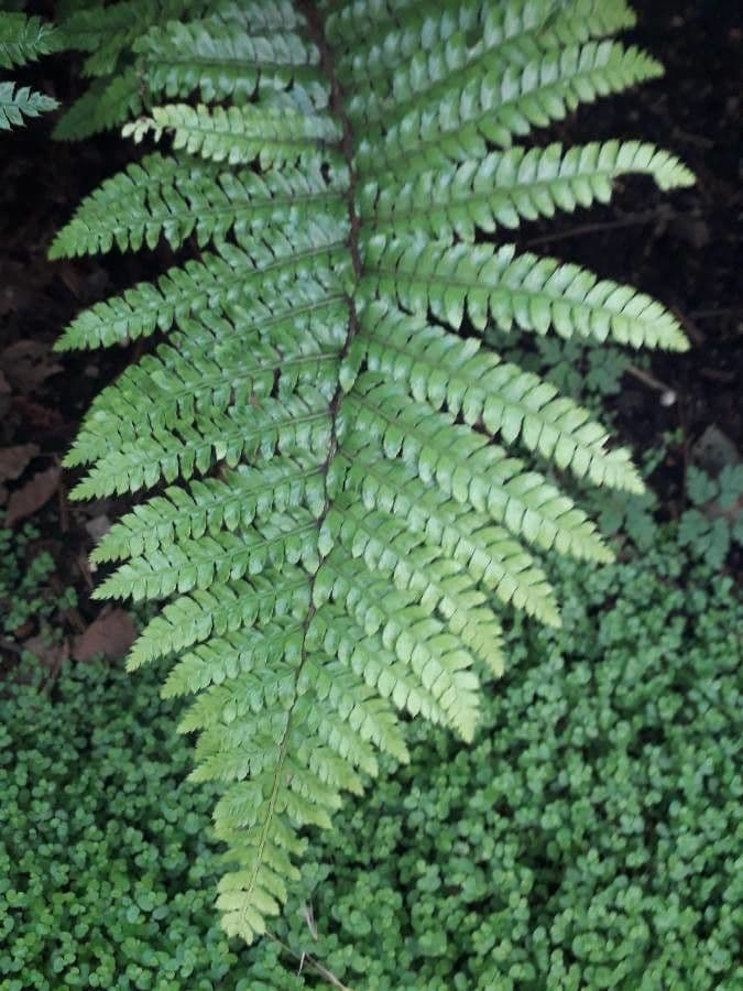 Athyrium vidalii 2