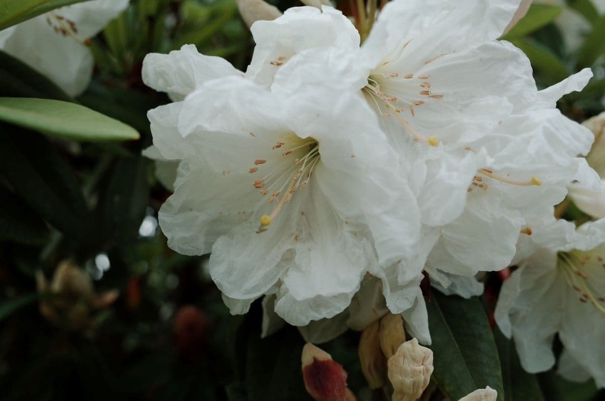 Rhododendron 2