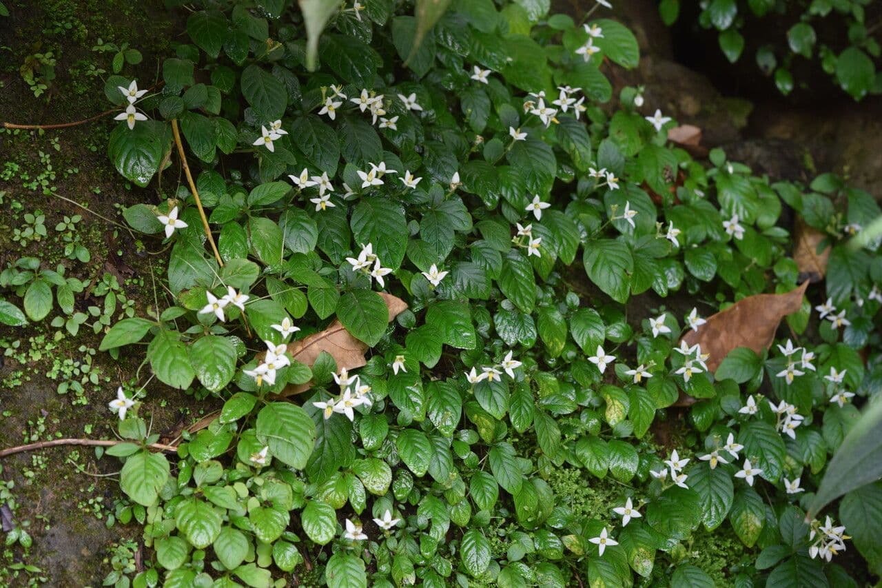 Argostemma 5