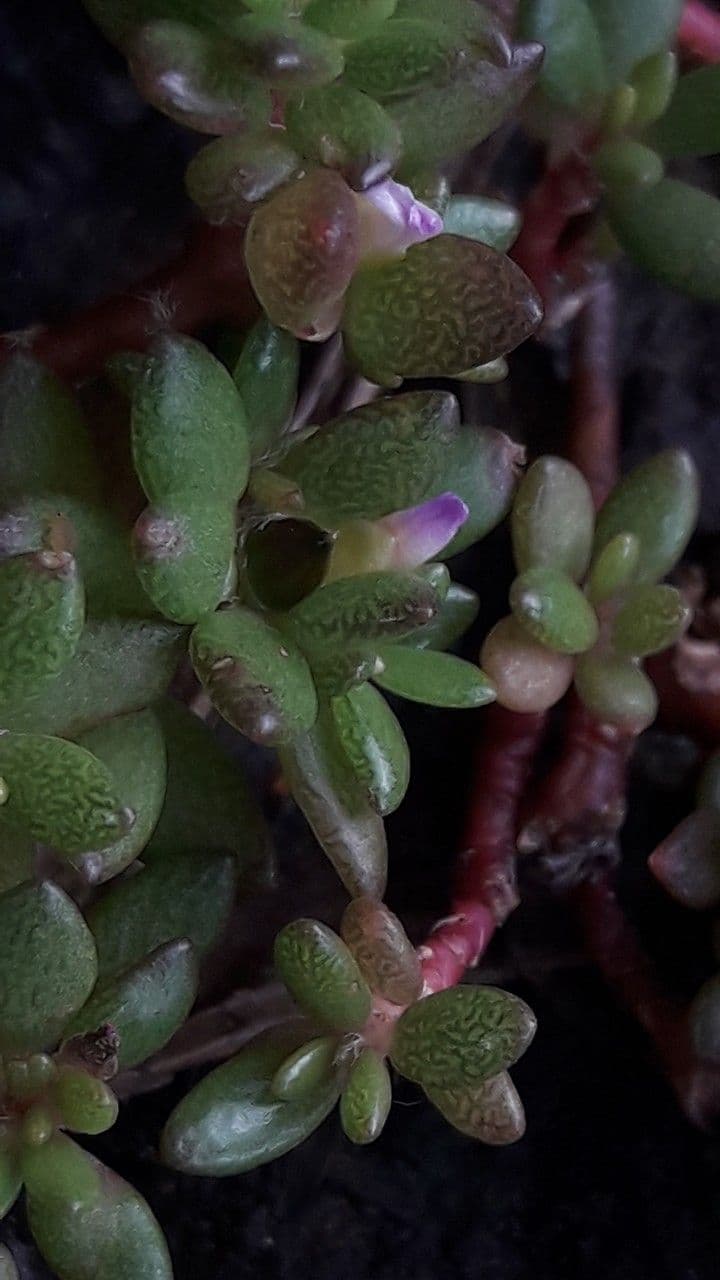 Portulaca 2