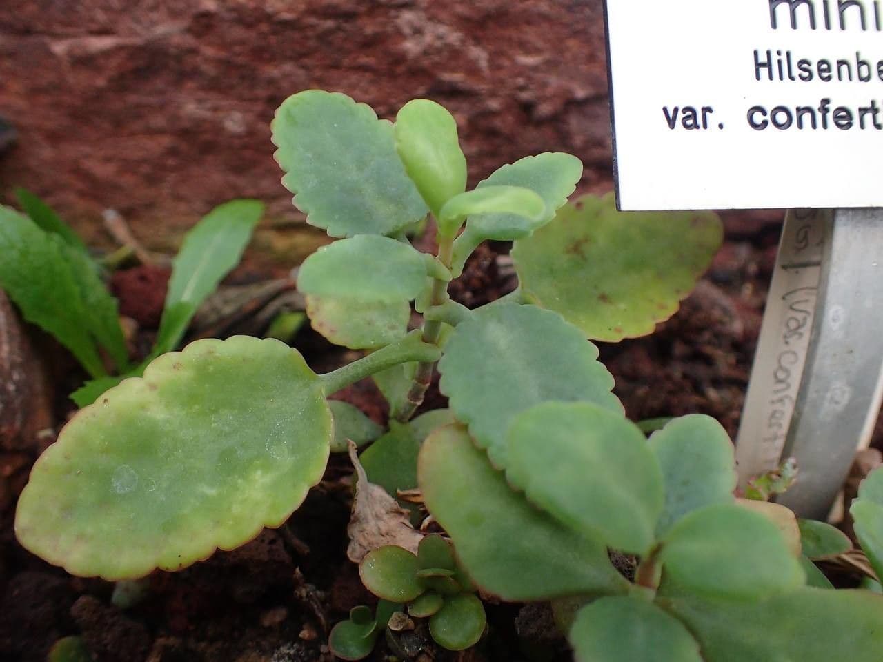 Kalanchoe 10