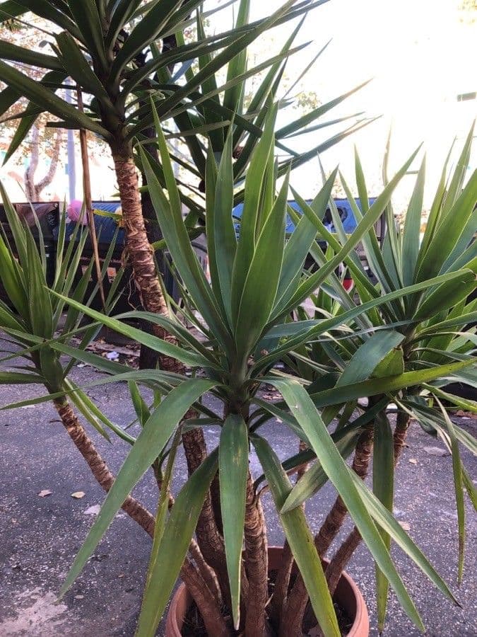 Bajonett-Yucca 16