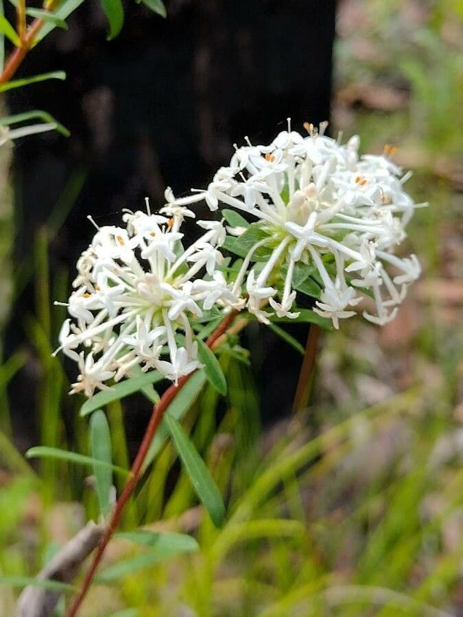 Leinblättrige Pimelea 6