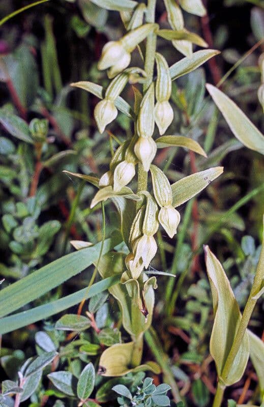 Epipactis 14