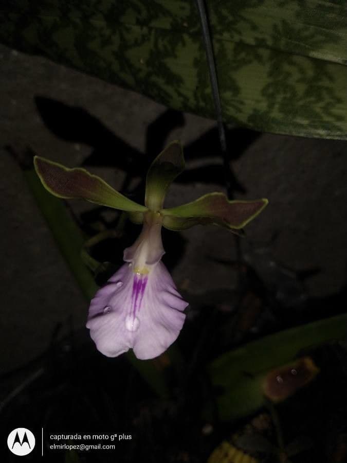 Encyclia 5