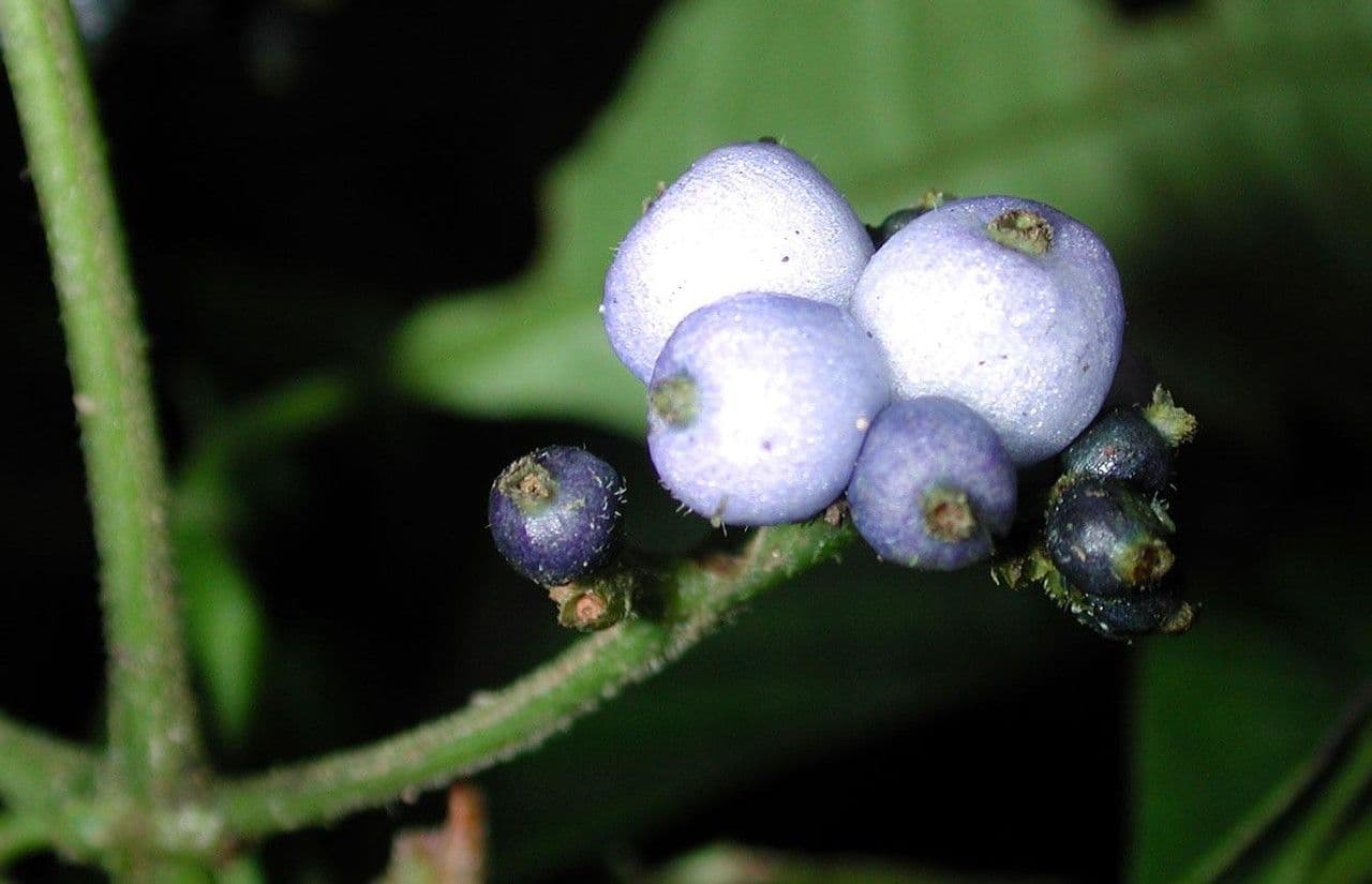 Psychotria rameuse 4
