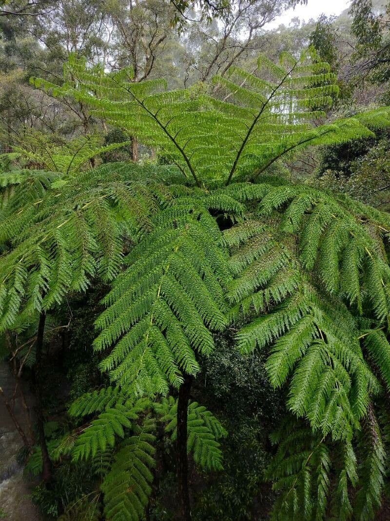 Sphaeropteris 11