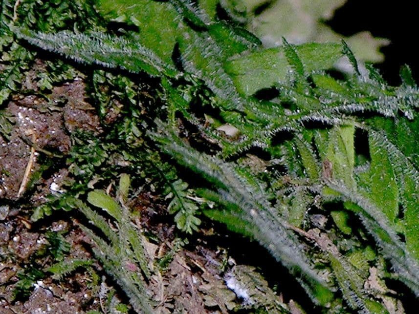 Pecluma 3