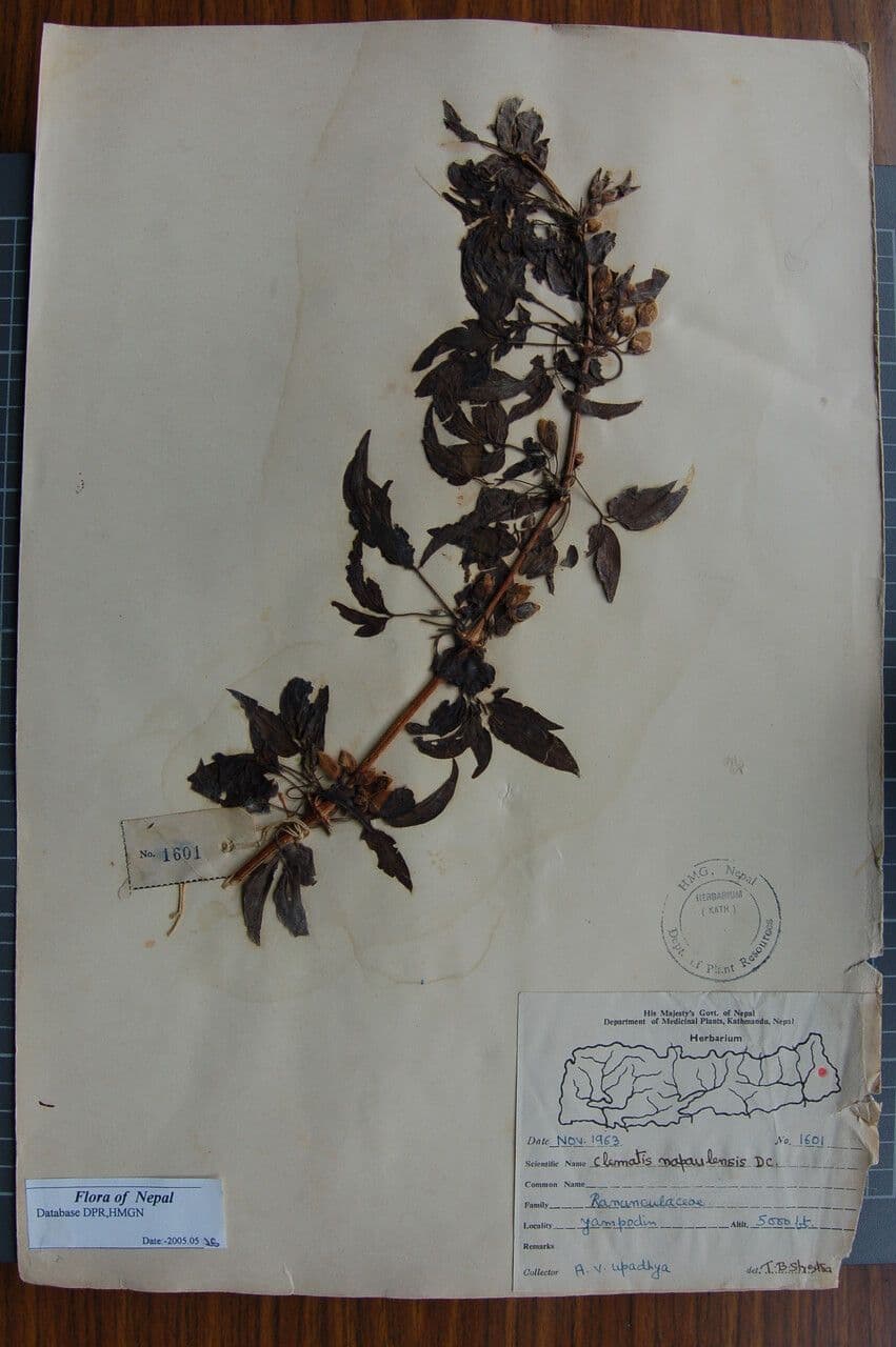 Clematis 6